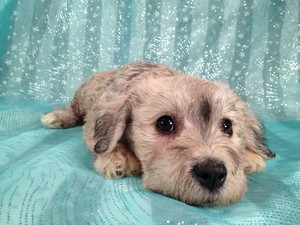 Female Schnoodle puppy for sale Iowa Minnesota Border Sept. 2012